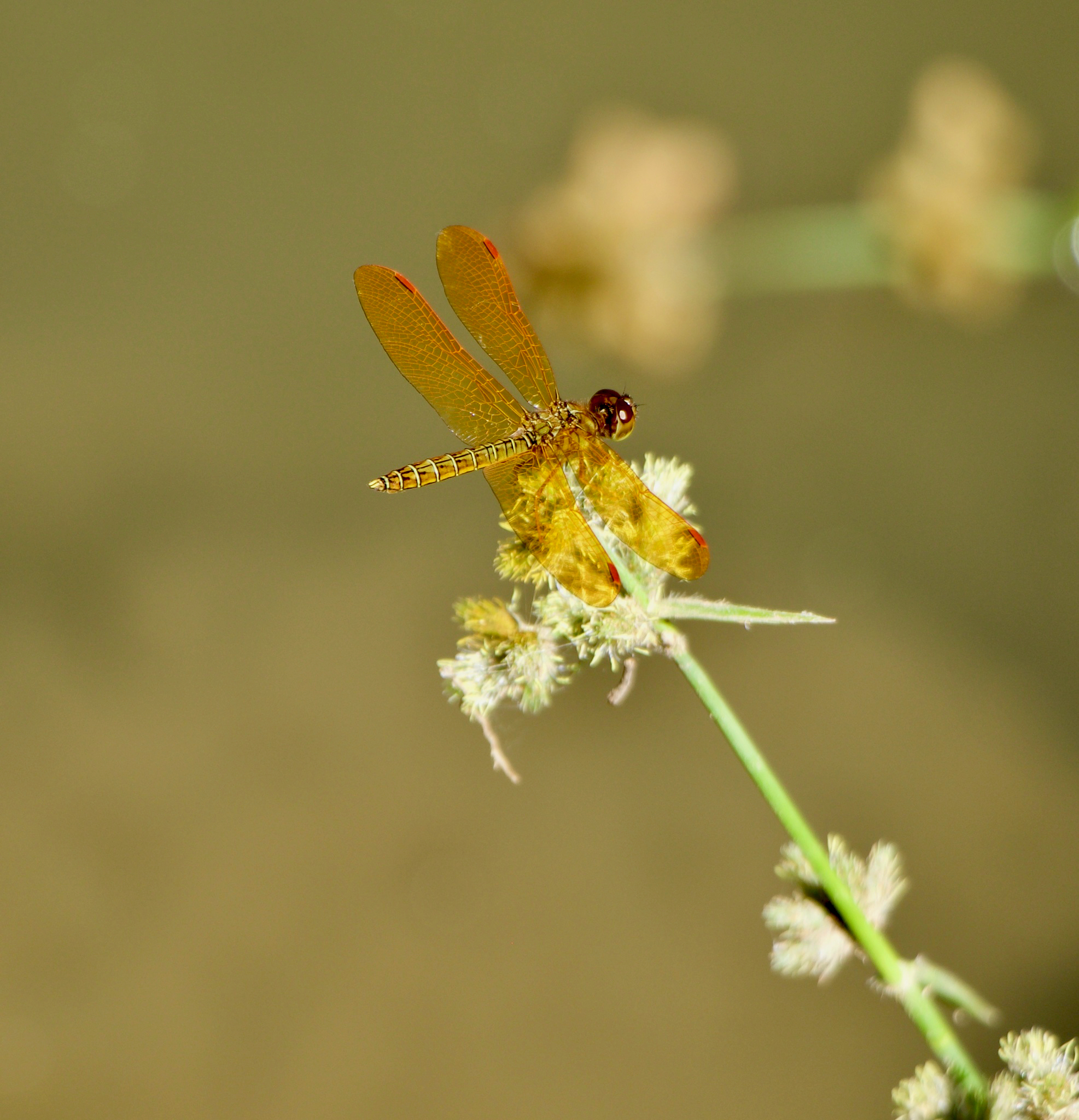 Perithemis sp